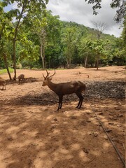 Herd of male and female deer in the field in Chainat Province, Thailand.