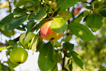 red-green apples on a tree branch