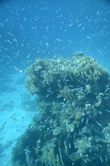 Underwater view of the coral reef. Life in the ocean. School of fish. Coral reef and tropical fish in the Red Sea, Egypt. world ocean wildlife landscape.