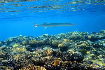 Underwater view of the coral reef. Life in the ocean. School of fish. Coral reef and tropical fish in the Red Sea, Egypt. world ocean wildlife landscape.