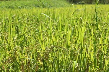 夏の緑色の稲穂が垂れる田園風景