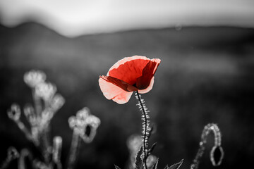 wild poppy field - Armistice or Remembrance day background