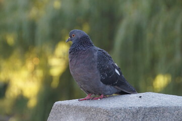 pigeon on the ground