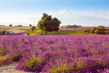 Fototapeta na wymiar Beautiful blooming purple lavender fields near Valensole in Provence, France. Typical traditonal provencal landscape on sunset with blossoming flowers. Warm light