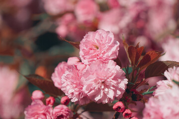 beautiful pink flowers plant in spring season