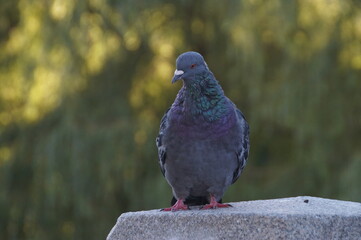 pigeon in the park