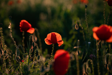 Naklejka premium wild poppy field - Armistice or Remembrance day background
