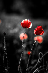 Obraz premium wild poppy field - Armistice or Remembrance day background