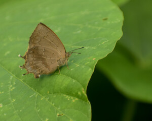 Fototapeta na wymiar Small brown butterfly on leaf
