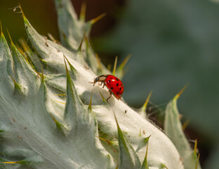 Lady ug on leaf in garden