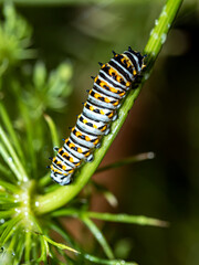 Caterpillars, larval  stage,Lepidoptera