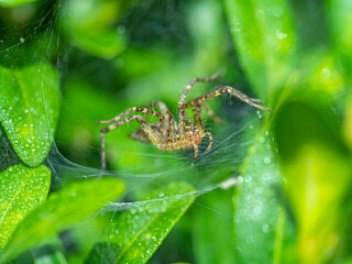 Funnel-web spider
