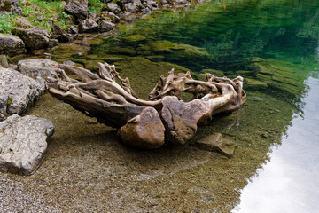 big washed out tree stump looks like a deer antler in turquoise water, over many years this tree became this shape, day without people