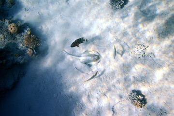 Underwater view of the coral reef. Life in the ocean. School of fish. Coral reef and tropical fish in the Red Sea, Egypt. world ocean wildlife landscape.