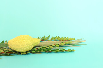 Jewish festival of Sukkot. Traditional symbols (The four species): Etrog (citron), lulav (palm branch), hadas (myrtle), arava (willow)