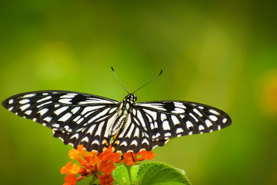 common mime male butterfly.