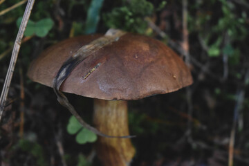 The mushroom grows in the grass.
