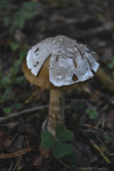 The mushroom grows in the grass.