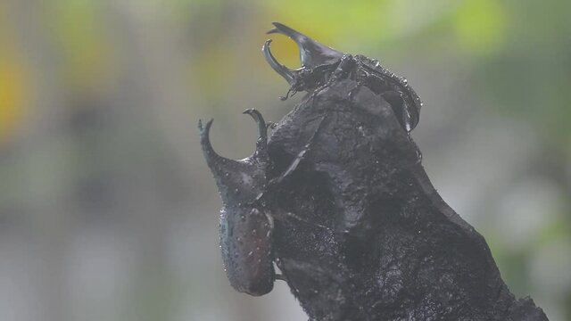 Siamese rhinoceros beetle, Fighting beetle, In the rainy season, insects are active.