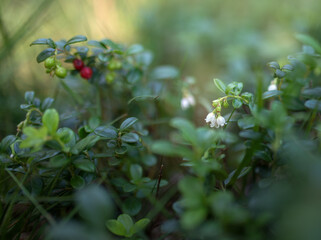 Wild berries on a beautiful green vegetative background in wood