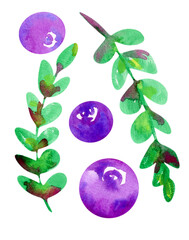 Berries and leaves of blueberries watercolor illustration set isolated on white. 