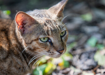 Portrait of a Cat in a angry mood
