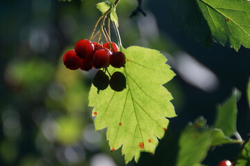 red currant bush