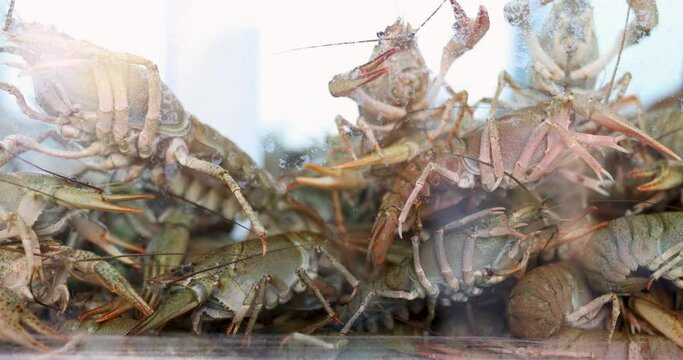 Many crayfish swimming in water in aquarium 4k movie