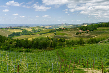 Fototapeta na wymiar Landscape of Langhe, Piedmont, Italy near Dogliani at May