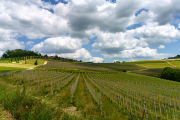 Fototapeta na wymiar Landscape of Langhe, Piedmont, Italy near Dogliani at May
