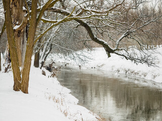tree and river in a city park in winter after snowfall