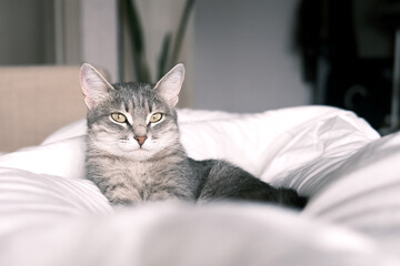 A domestic striped gray cat sleep on the bed. The cat in the home interior.