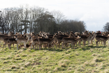 Fallow deer, Phoenix Park, Dublin, Ireland