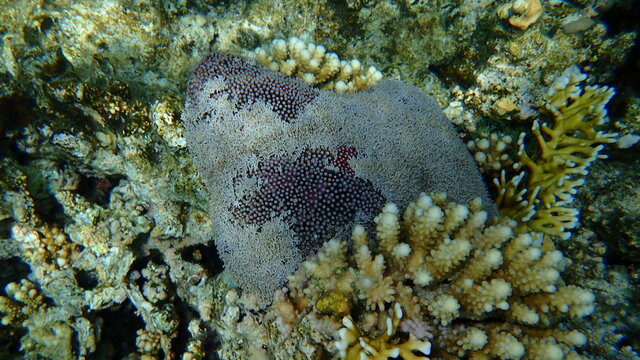 Organ pipe coral (Tubipora musica) undersea, Red Sea, Egypt, Sinai, Ras Mohammad national park