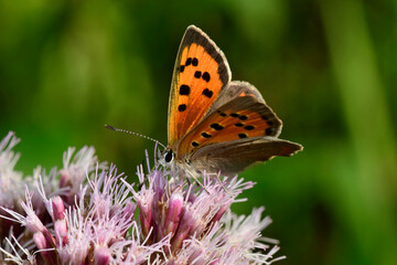 Kleiner Feuerfalter // Small copper (Lycaena phlaeas)