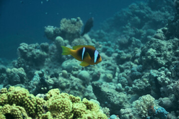 Fototapeta na wymiar Rotmeer-Anemonenfisch - Twobanded Anemonfish - Nemo - Clownfish 01