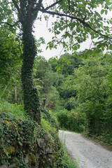 A tall tree entwined with green ivy grows over a stone mountain road that goes into a green forest on a summer evening