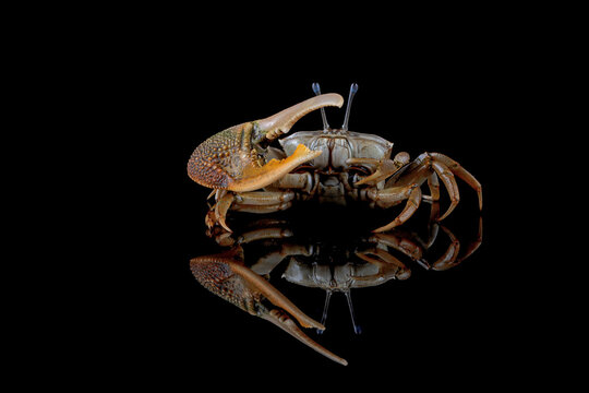 Close-up of a Fiddler crab on black background