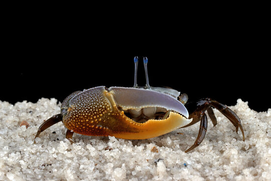 Close-up of a Fiddler crab on black background