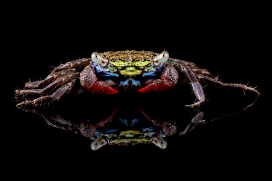Red claw marsh crab (perisesarma eumolpe) on a black background