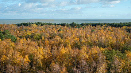 Fototapeta premium Autumn forest near the bay. Curonian Spit Landscapes