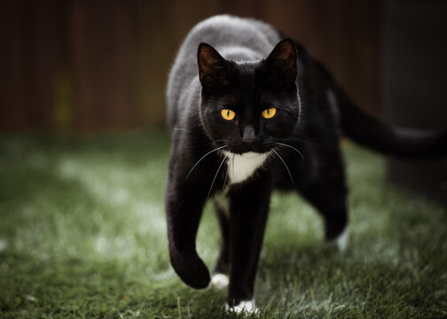 Close-up front view of a Black and white tuxedo cat walking in a garden