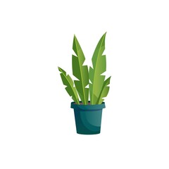Vector flat cartoon home plant in pot isolated on empty background-house furniture,room interior elements concept,web site banner ad design