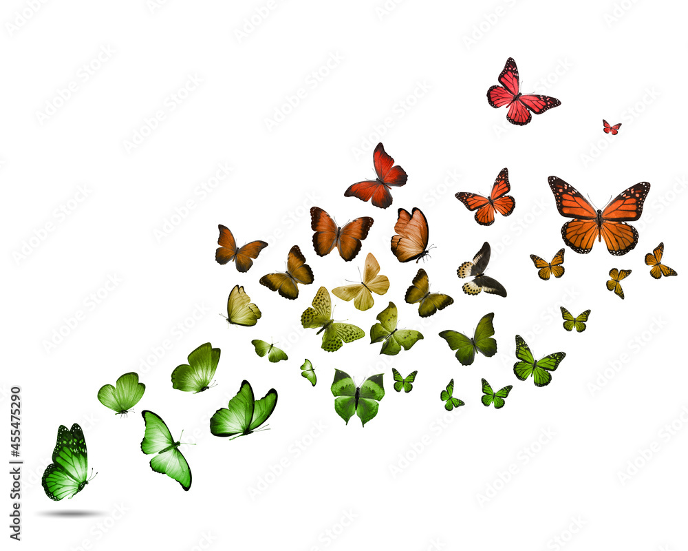 Poster a flock of colorful flying butterflies isolated on a white background