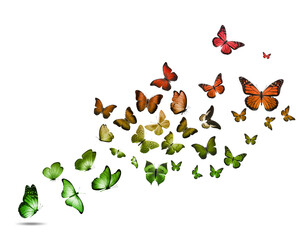 a flock of colorful flying butterflies isolated on a white background