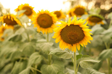 Obraz premium beautiful sunflower on the field background