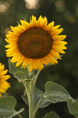 beautiful sunflower on the field background