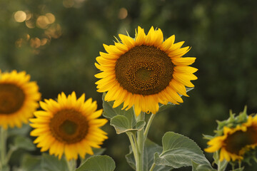 beautiful sunflower on the field background