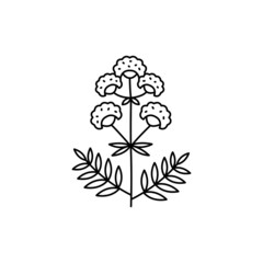 Valerian olor line icon. Essential oils. Pictogram for web page, mobile app, promo.