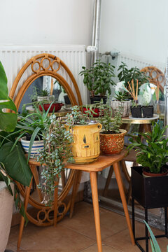 Mid-century modern ceramic flower pots with plants and succulents on a wooden table
